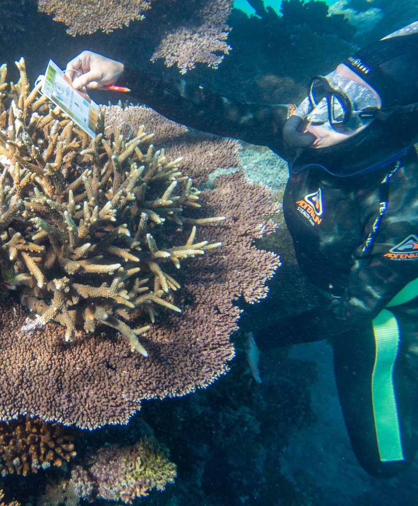 My daughter checking the colour of the corals against the University of Queensland coral health chart under the water at John Brewer Reef on 10 July 2022. The branching coral corresponded to D3 and the plate as C4. These colours indicate that the corals are healthy and replete with symbiotic algae. The growing tips of healthy corals are generally white.