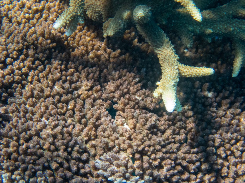 A closeup of the branching and plate corals that featured in The Guardian on 22nd March as severely bleached. They are beige and chocolate brown respectively. These are healthy colours that correspond with D3 and C4 in the University of Queensland Coral Health Chart. The growing tips of healthy corals are generally white.