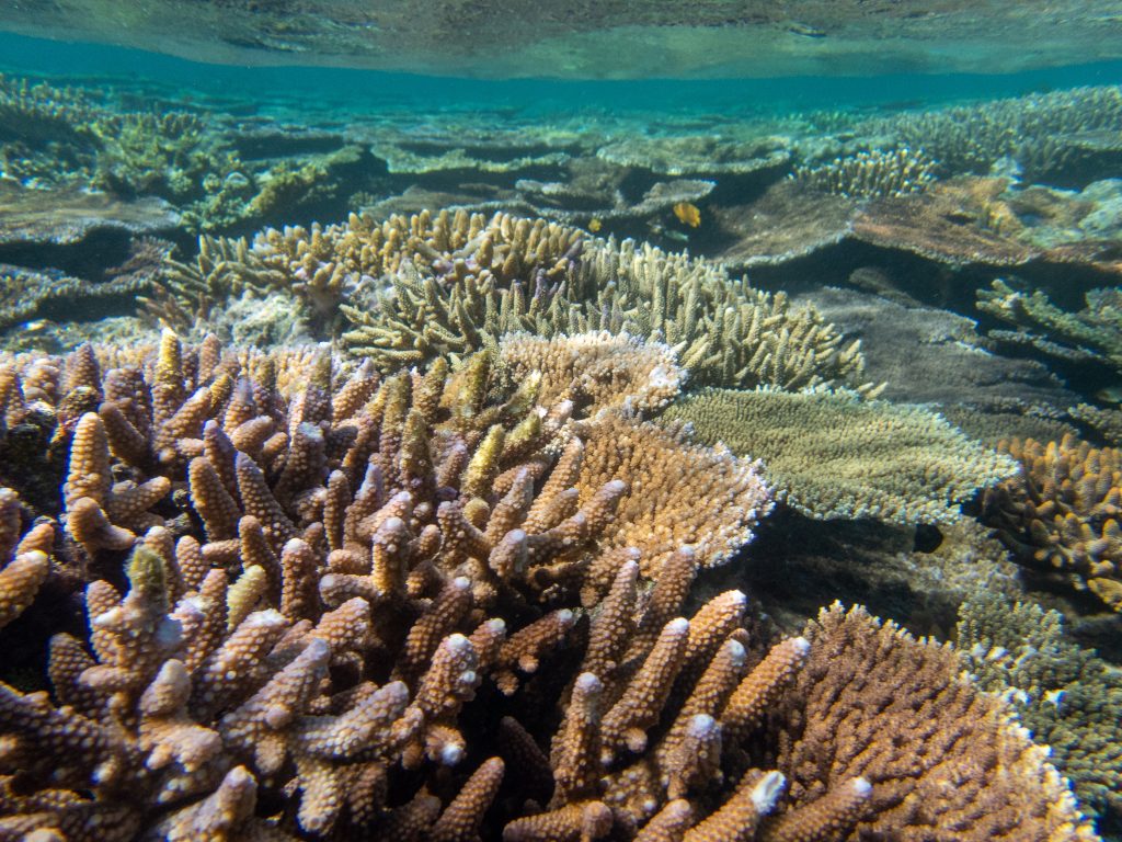 The reef crest at John Brewer on 10 July 2022. Photograph by Jennifer Marohasy.