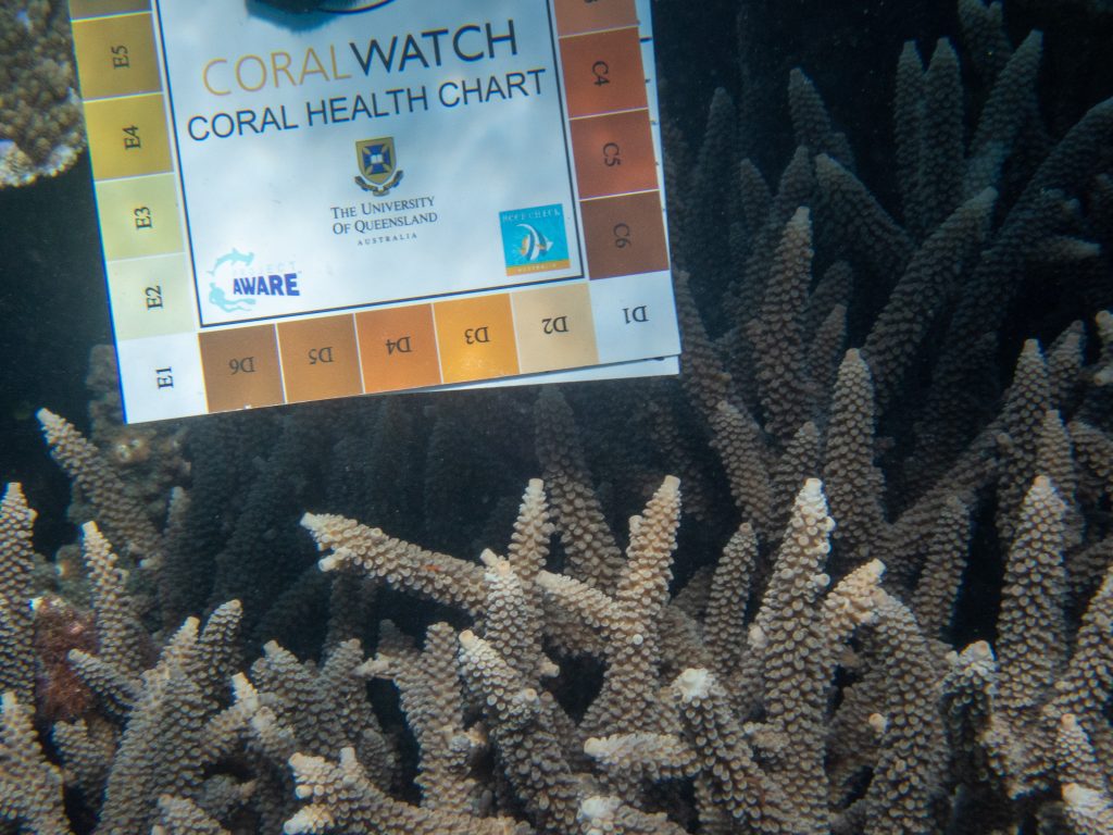 According to the Coral Watch Coral Health Check Chart, the darker the brown the healthier the coral. This coral, and many of the corals at John Brewer Reef, score an exceptionally healthy C6.