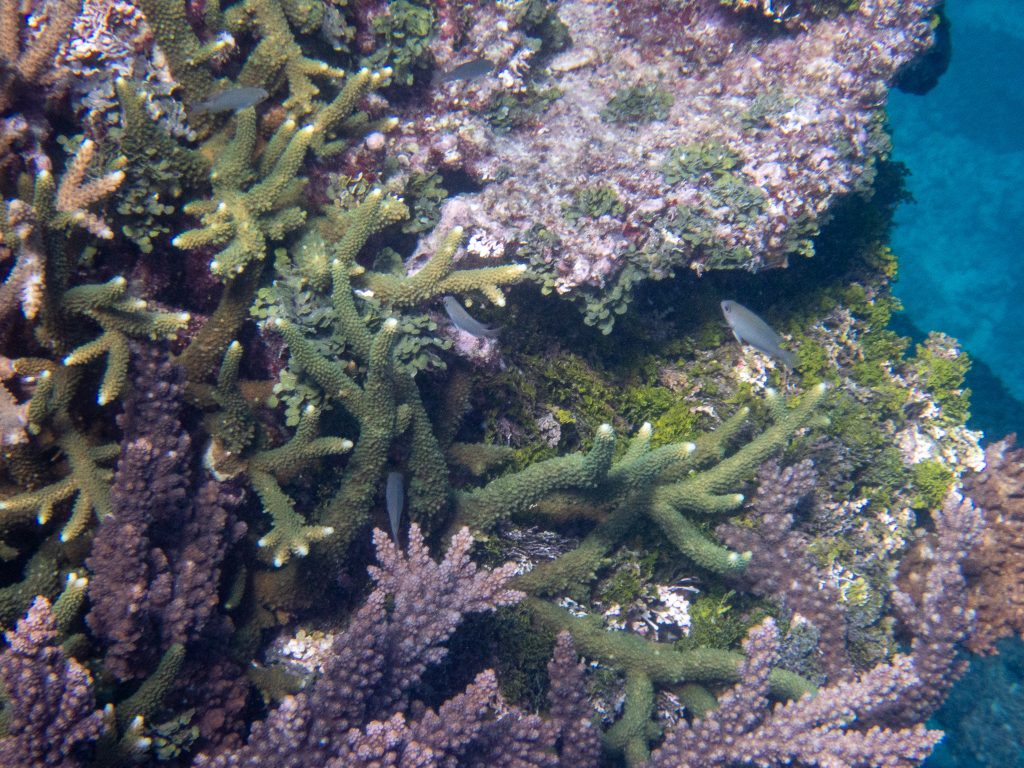 There were some green corals at John Brewer Reef. This green branching Acropora would perhaps score a very healthy B5 on the Coral Health Chart.