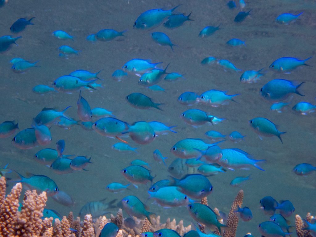 The fish are so special, and still so blue. Photograph by Jennifer Marohasy at John Brewer Reef on 10 July 2022.