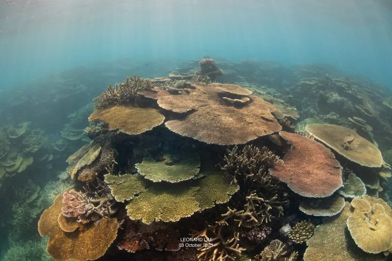 The corals in this section of John Brewer Reef are now very brown, or green, because they are replete with zooxanthellae.