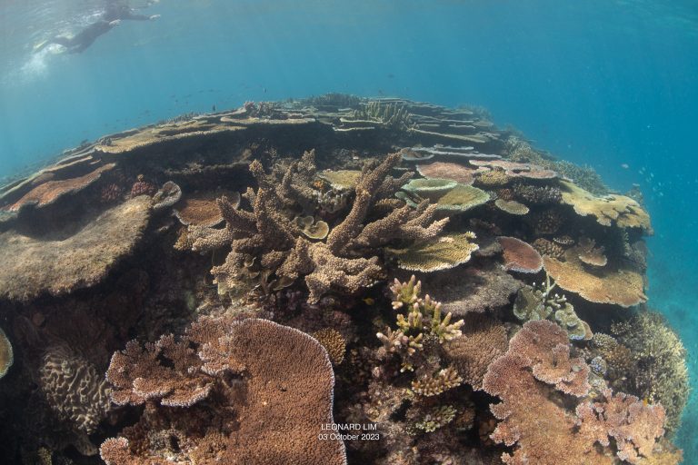 Another Leonard Lim photograph from last Tuesday. There is a dead plate/tabulate coral clearly visible to the left in this photograph.