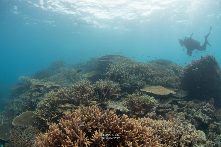 What a special coral reef: John Brewer Reef with Paul Crocombe, photographed by Leonard Lim on 3rd October 2023