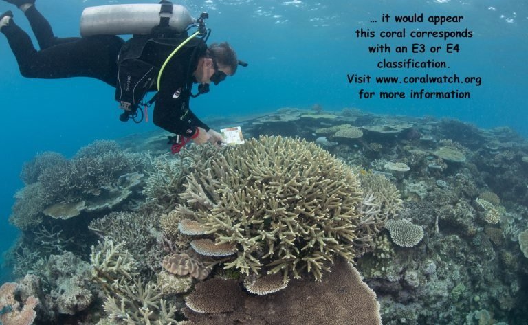 Dive Master Paul Crocombie holds a Coral Health Chart against a branching Acropora at John Brewer Reef last Tuesday, 3rd October 2023.