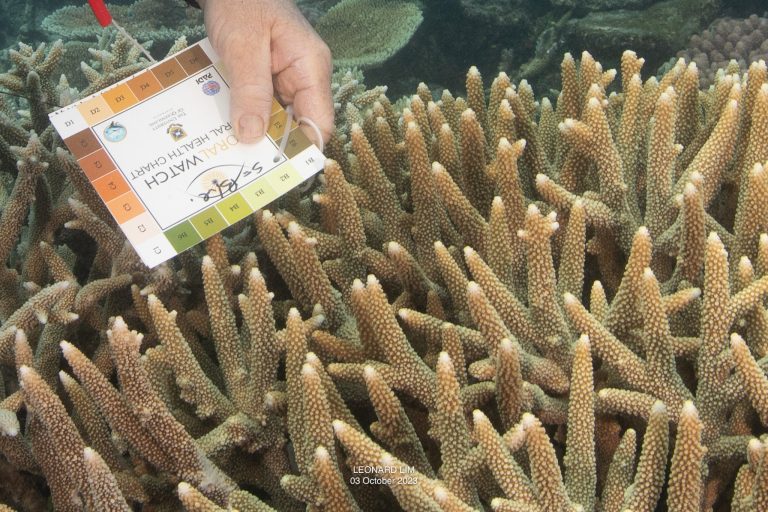 Photographed at John Brewer Reef last Tuesday by Leonard Lim, colour chart held by Paul Crocombe. The growing tips of the coral are not bleached, the growing tips are naturally white.