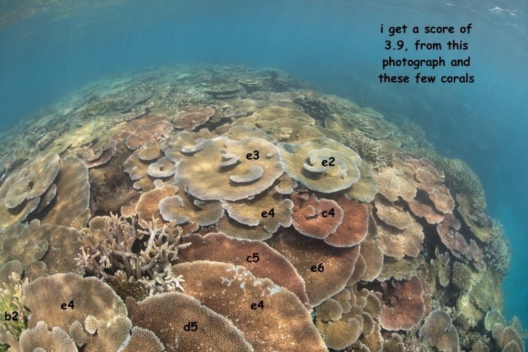 Photograph taken at John Brewer Reef on Tuesday 3rd October 2023 by Leonard Lim.