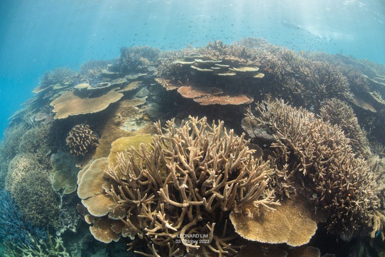 I can’t bring myself to mark the corals in this photograph that is so beautiful. Another from under-the-water at John Brewer Reef taken by Leonard Lim on 3rd October 2023.