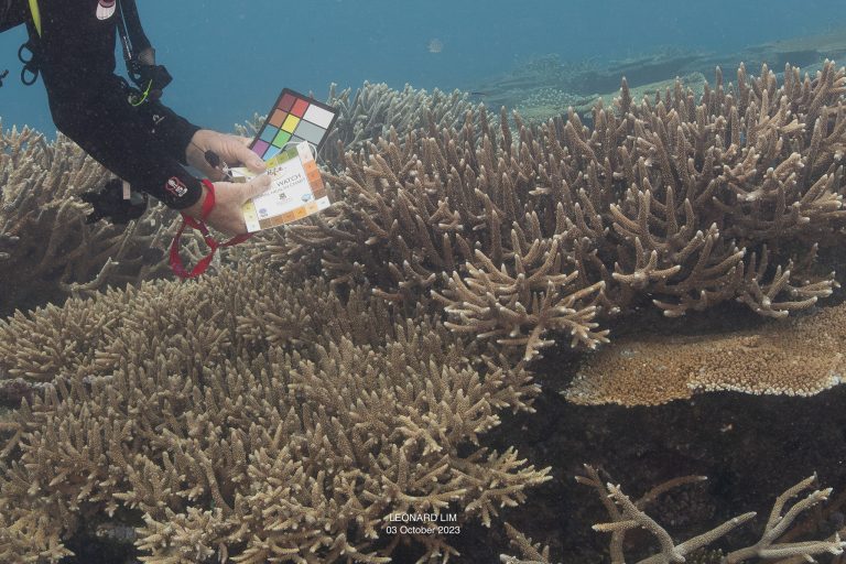 How brown are these two corals, photographed at John Brewer Reef last Tuesday. This reef is known in the mainstream political media, including in The Guardian, as stark white. In reality it is rather brown.