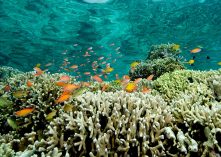 Media Exaggeration Of Coral Bleaching, 2022 Version
