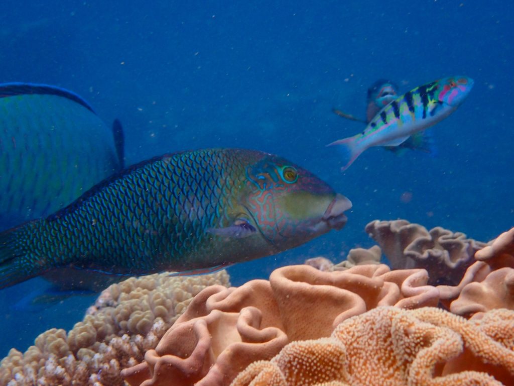 A recent Great Barrier Reef photograph, taken by my daughter at Saxon Reef, off Cairns.