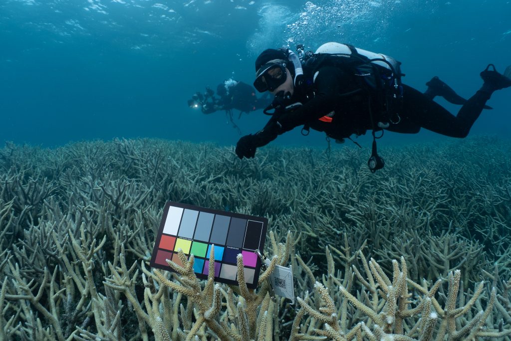 By placing a colour chart into the foreground of this photograph, correct colour balance can be applied post production. Photograph of Jennifer Marohasy taken by Stuart Ireland swimming above the fields of Acropora fringing Heron Island in November 2021.