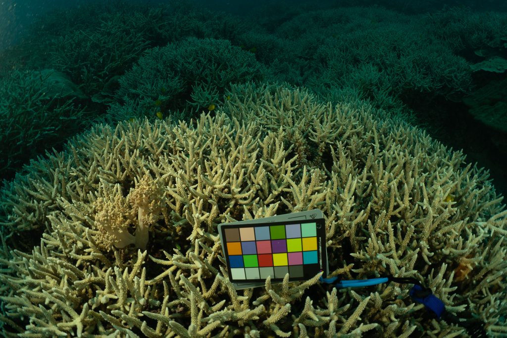 Another photograph of beige-coloured Acropora taken under-the-water at Heron Island when I visited in November 2021. And can you see the yellow fish?