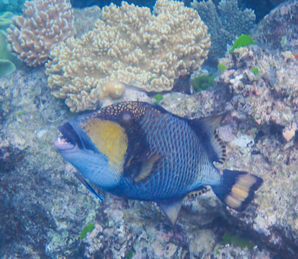 The Trigger fish that I swam with at Saxon reef, off Cairns.