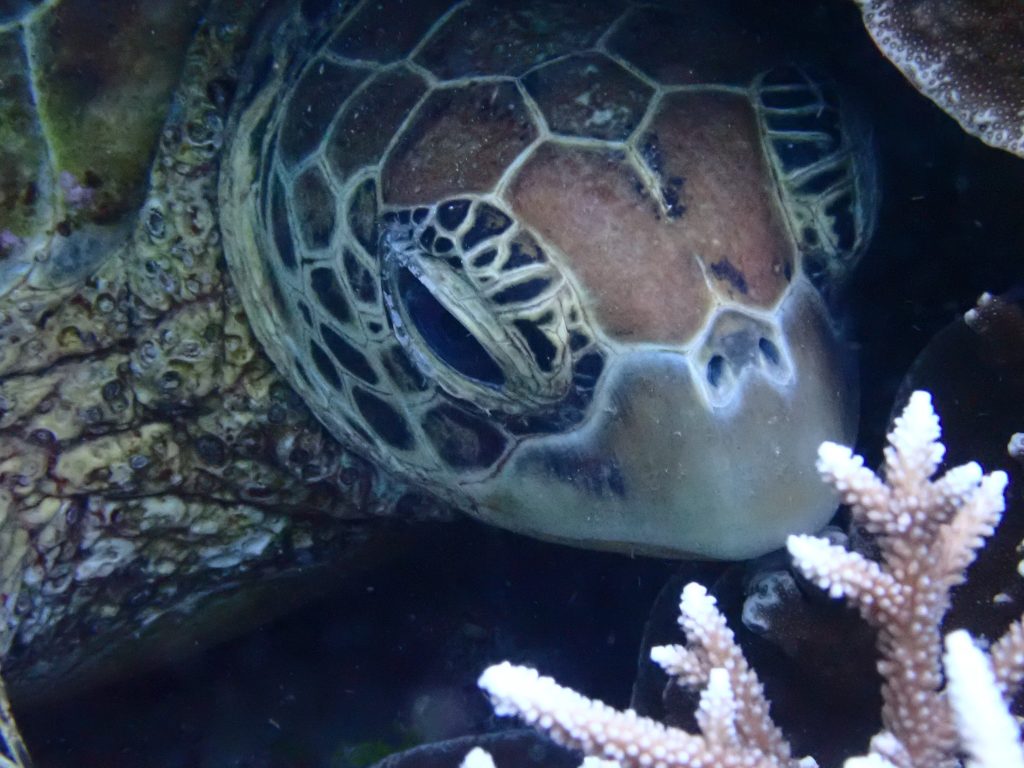 How gorgeous is this turtle, filmed with my TG6 Olympus underwater camera, free diving to about 7 metres.