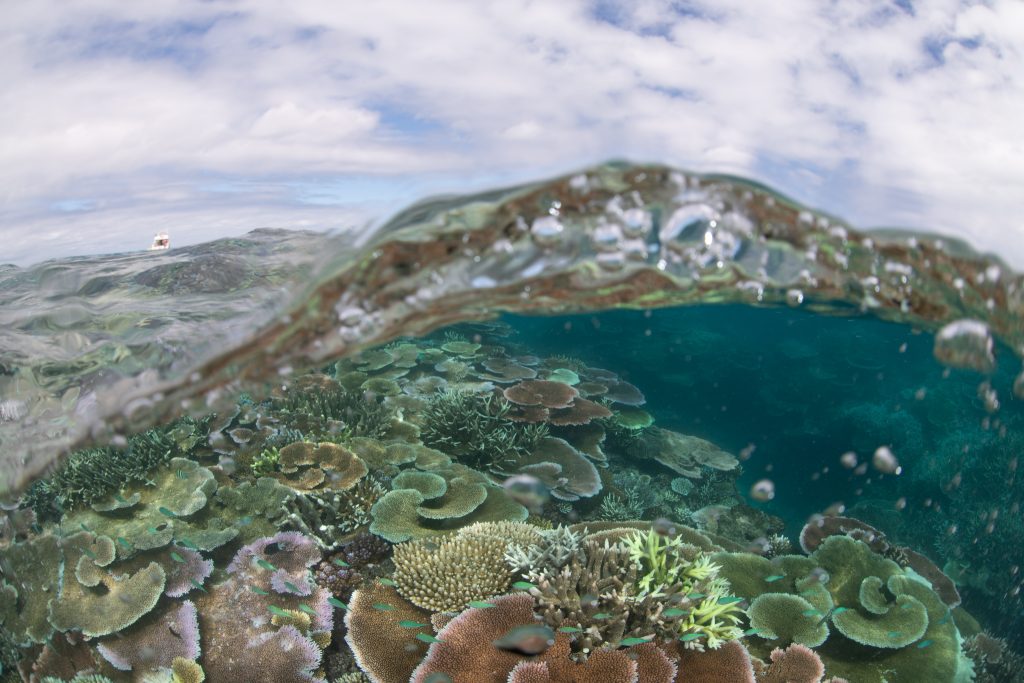 This last underwater photograph was taken by another legend, Leonard Lim. And he is the best Scuba buddy. Photograph taken at John Brewer reef early April 2022.