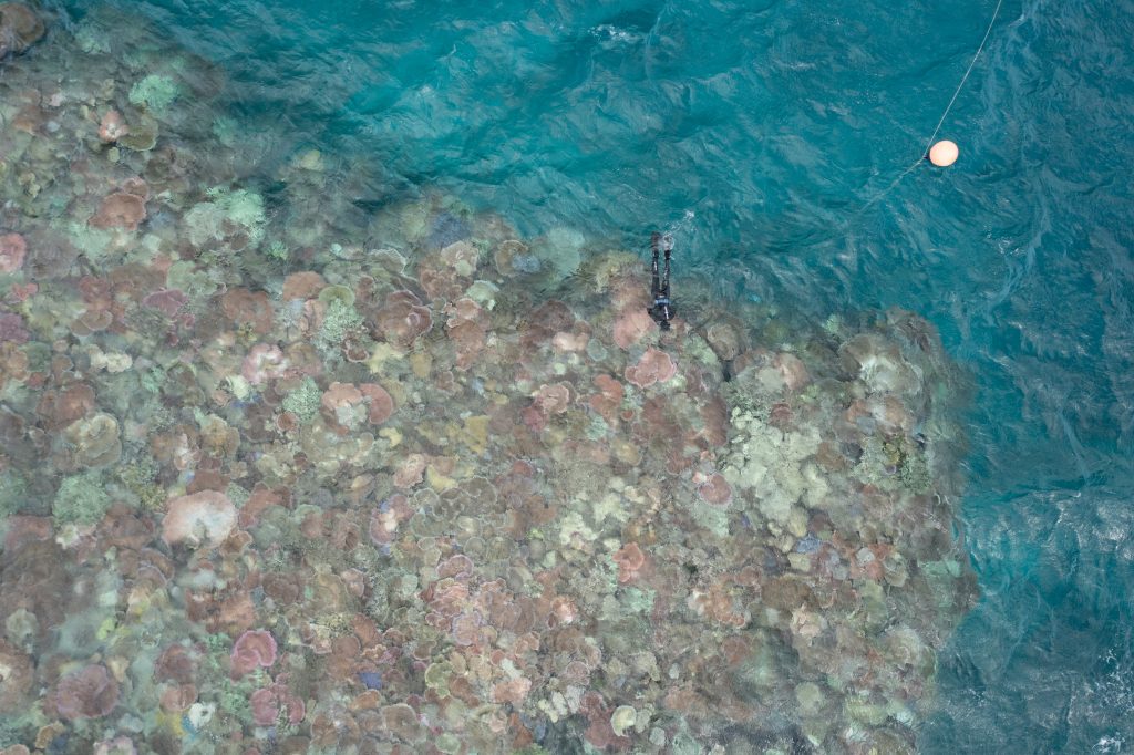 Me/Jennifer Marohasy photographed by a drone hovering 20 metres above John Brewer Reef.