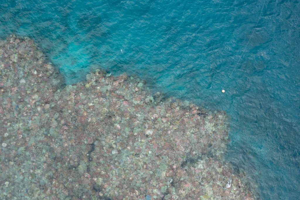 Me/Jennifer Marohasy photographed by a drone hovering at 40 metres above John Brewer Reef.