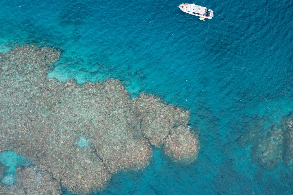 Me/Jennifer Marohasy photographed by a drone hovering 120 metres above John Brewer Reef in early April 2022. This is the maximum legal limit for flying a drone in Australia.