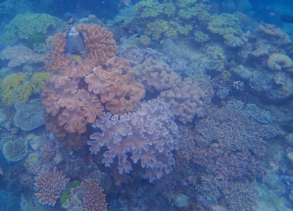 Can you see the Trigger fish lying across the soft corals? I took that photograph on about 1st April 2023.